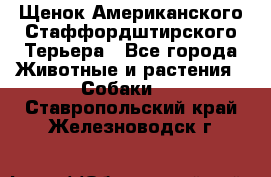 Щенок Американского Стаффордштирского Терьера - Все города Животные и растения » Собаки   . Ставропольский край,Железноводск г.